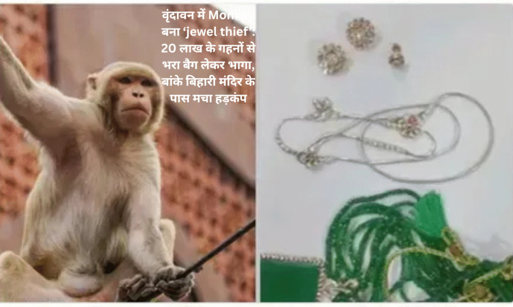 Monkey becomes 'Jewel Thief' in Vrindavan: Ran away with a bag full of jewels worth 20 lakhs near Banke Bihari temple