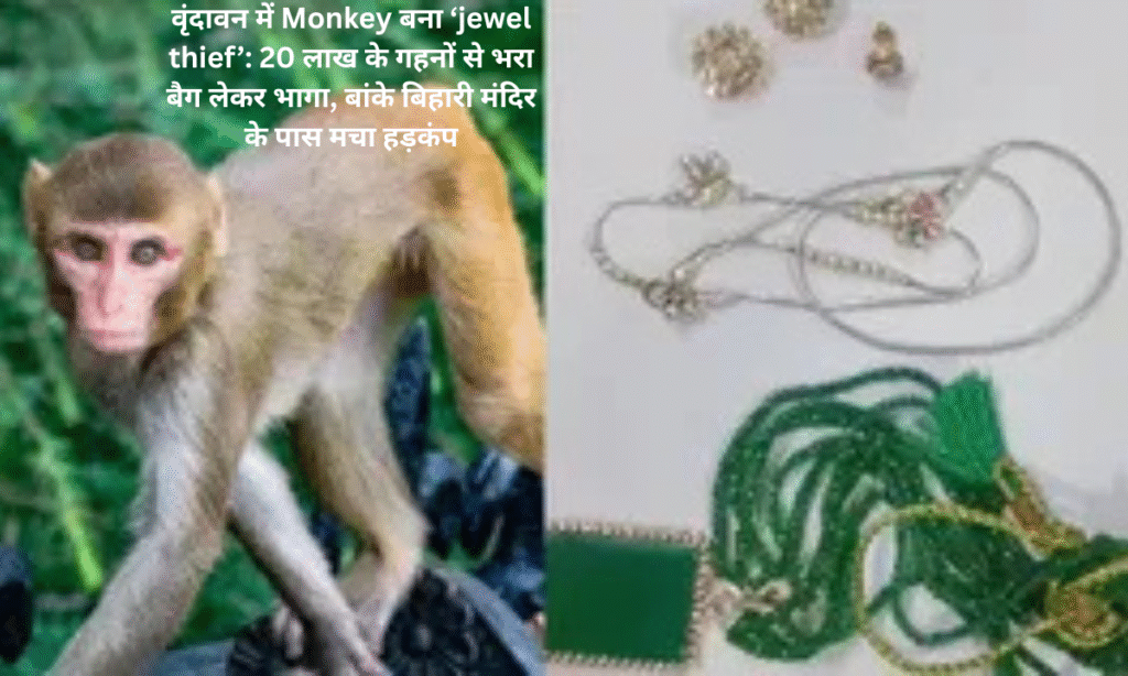 Monkey becomes 'Jewel Thief' in Vrindavan: Ran away with a bag full of jewels worth 20 lakhs near Banke Bihari temple