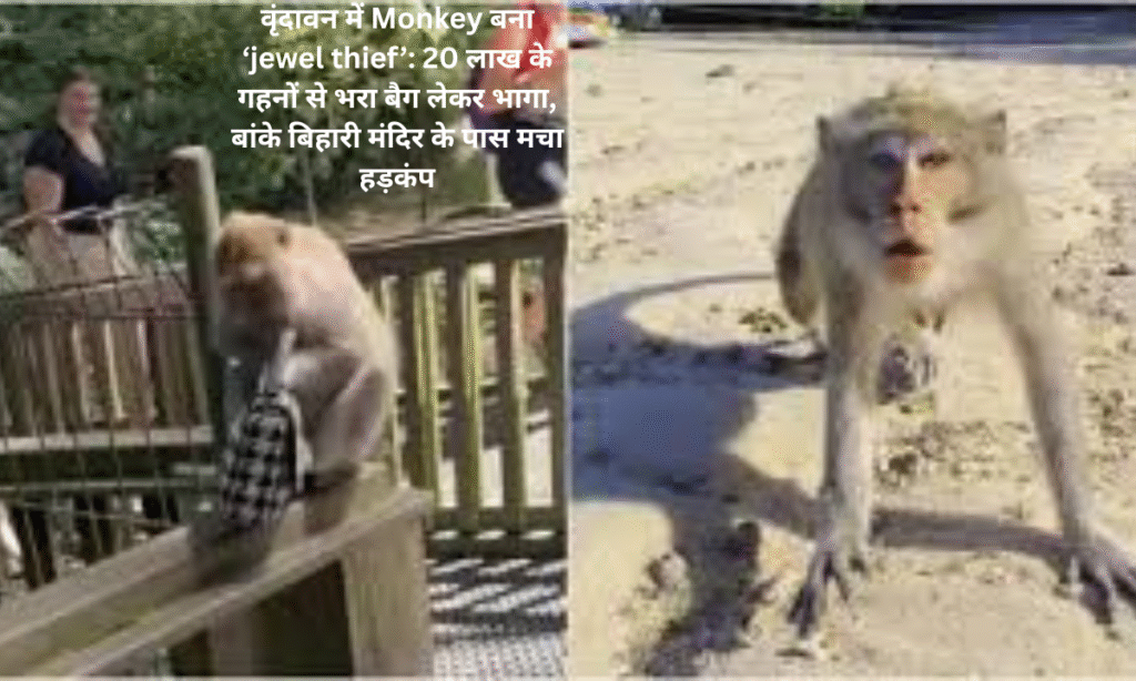 Monkey becomes 'Jewel Thief' in Vrindavan: Ran away with a bag full of jewels worth 20 lakhs near Banke Bihari temple