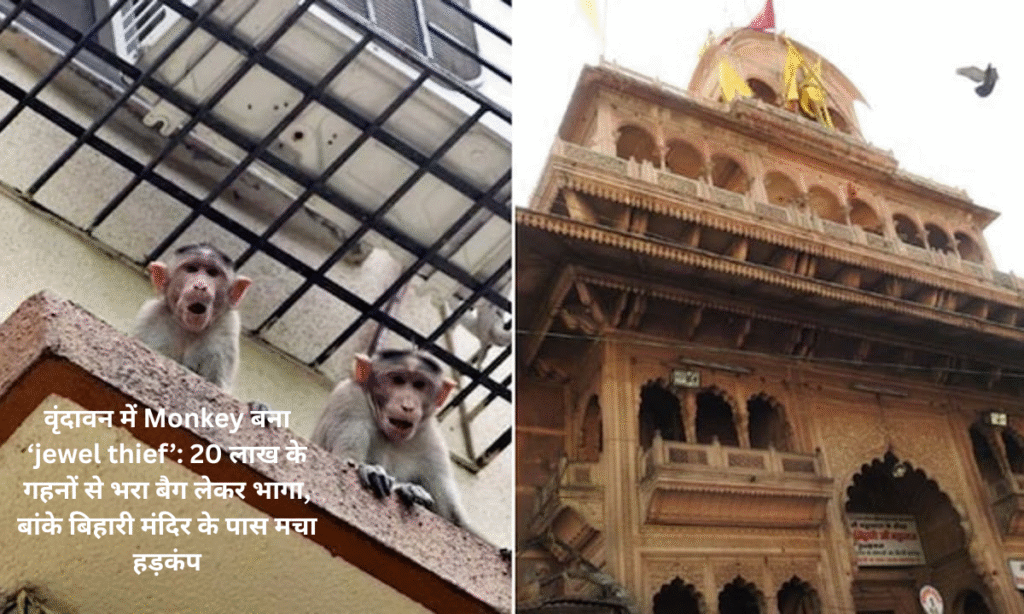 Monkey becomes 'Jewel Thief' in Vrindavan: Ran away with a bag full of jewels worth 20 lakhs near Banke Bihari temple